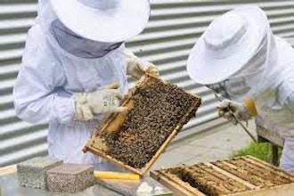 Commercial Beekeeper Field Virtual Trip